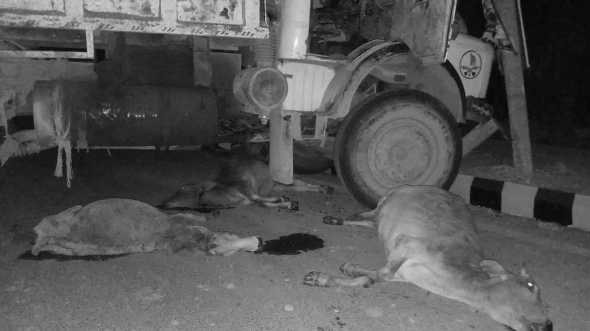 लुम्बिनी साँस्कृतिक नगरपालिकामा टिप्परको ठक्करबाट चारवटा गाइगोरु मरे 